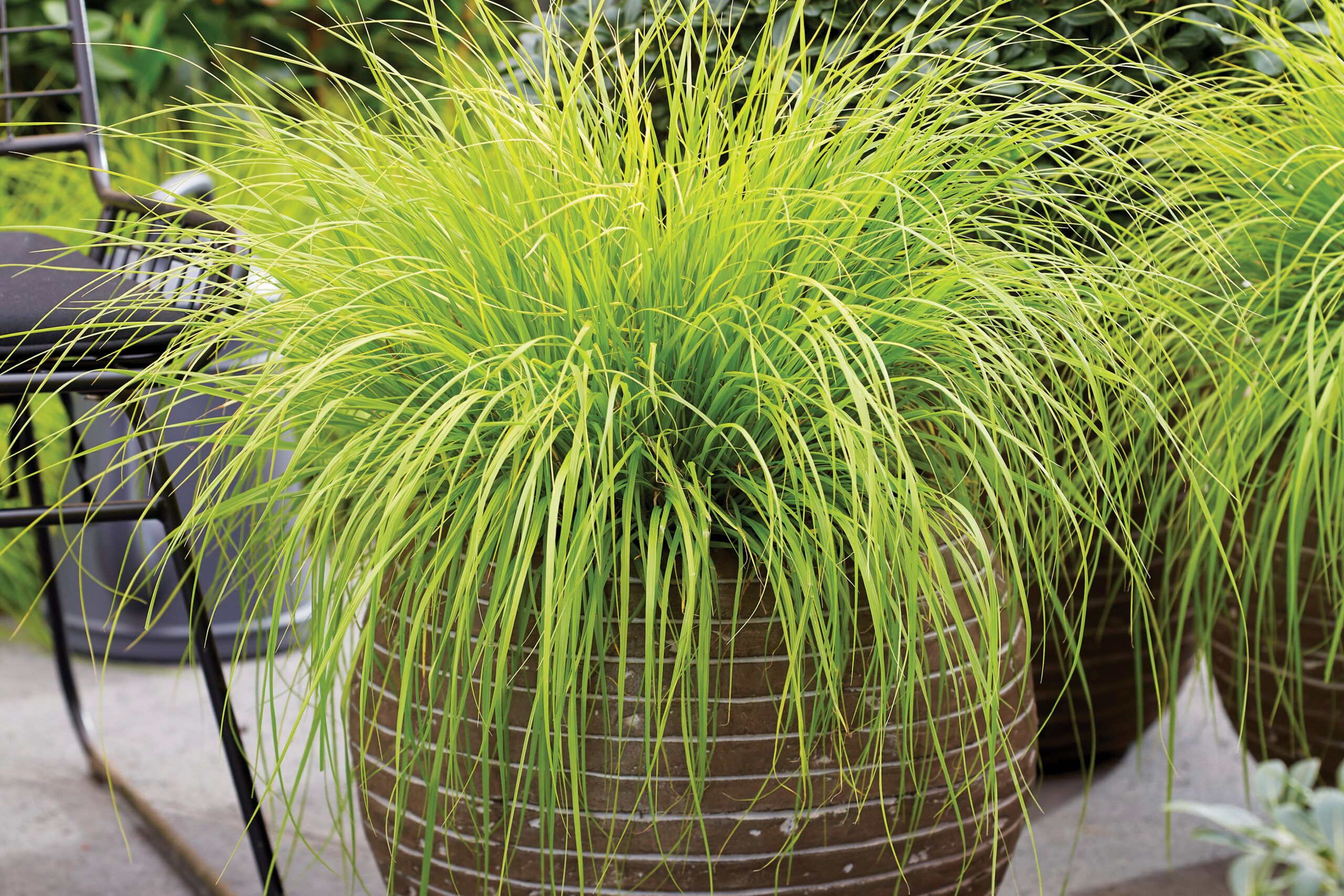 Fountain grass, Pennisetum alopecuroides Lumen Gold, Ornamental Grasses for Every Size Garden, TOH, Fall 2023