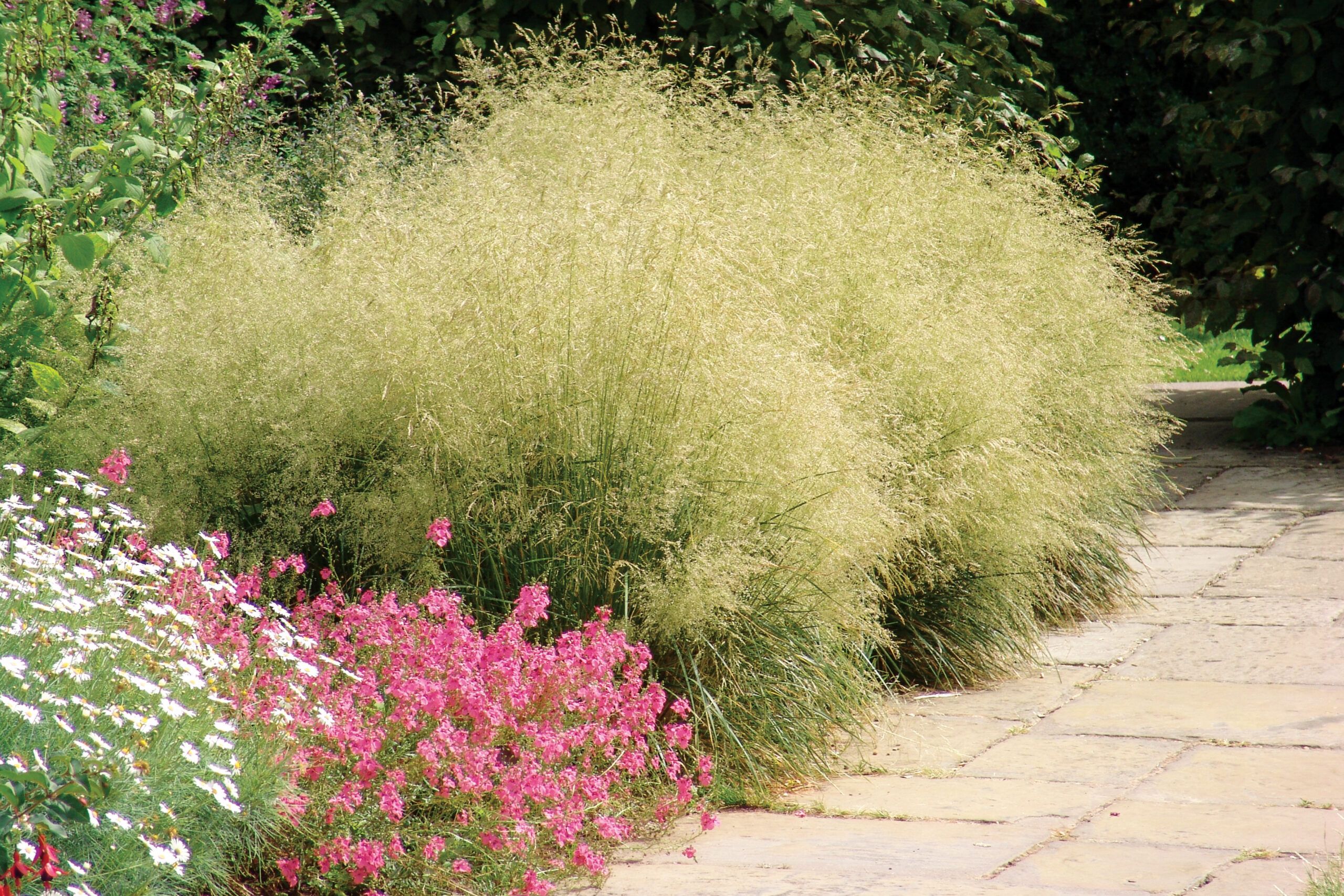 Tufted hair grass, Ornamental Grasses for Every Size Garden, TOH, Fall 2023
