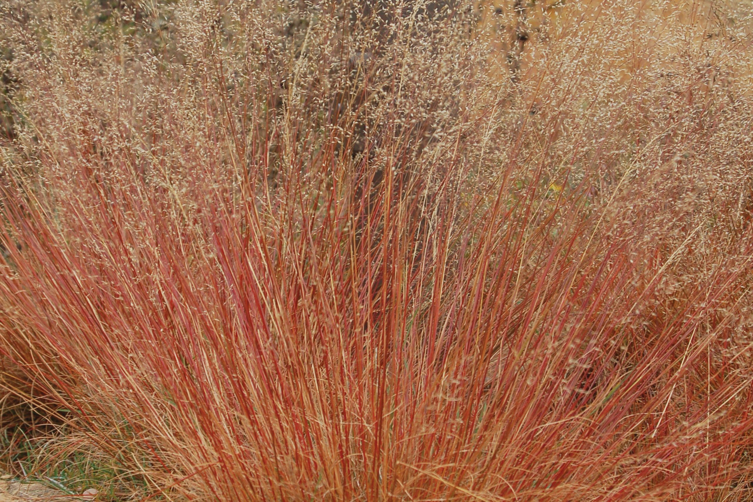 Prairie dropseed, Ornamental Grasses for Every Size Garden, TOH, Fall 2023