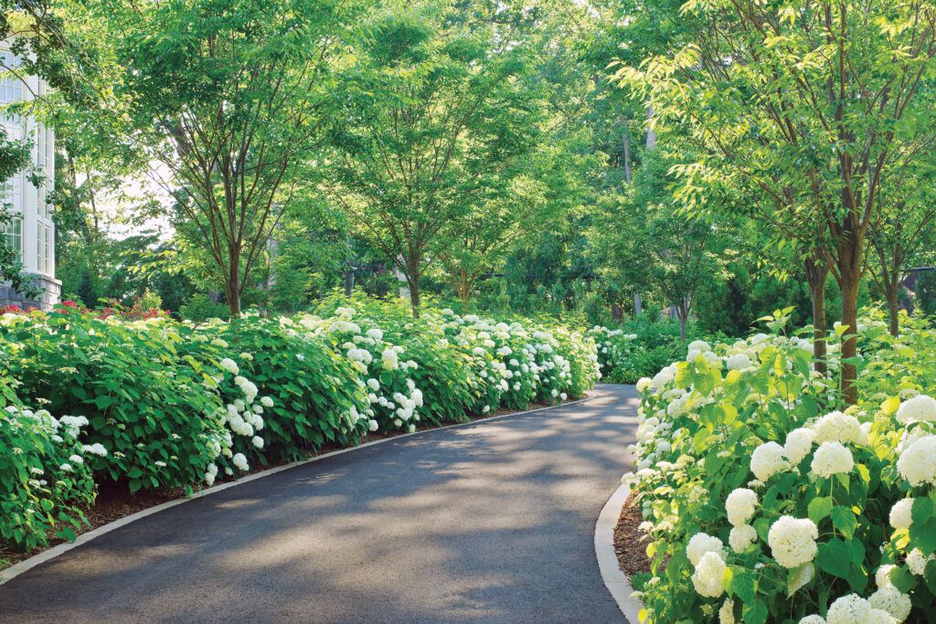 Driveway surrounded by hydrangeas