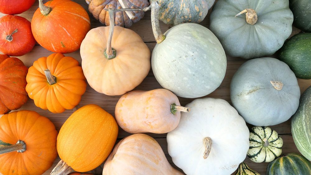 A variety of pumpkins in different colors