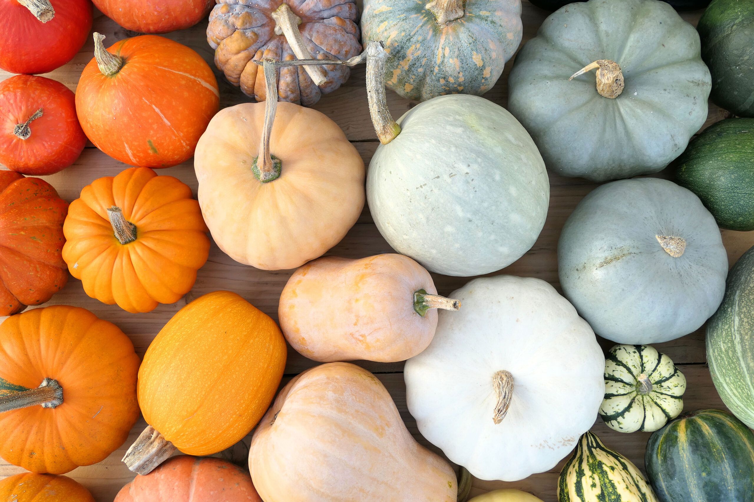 A variety of pumpkins in different colors