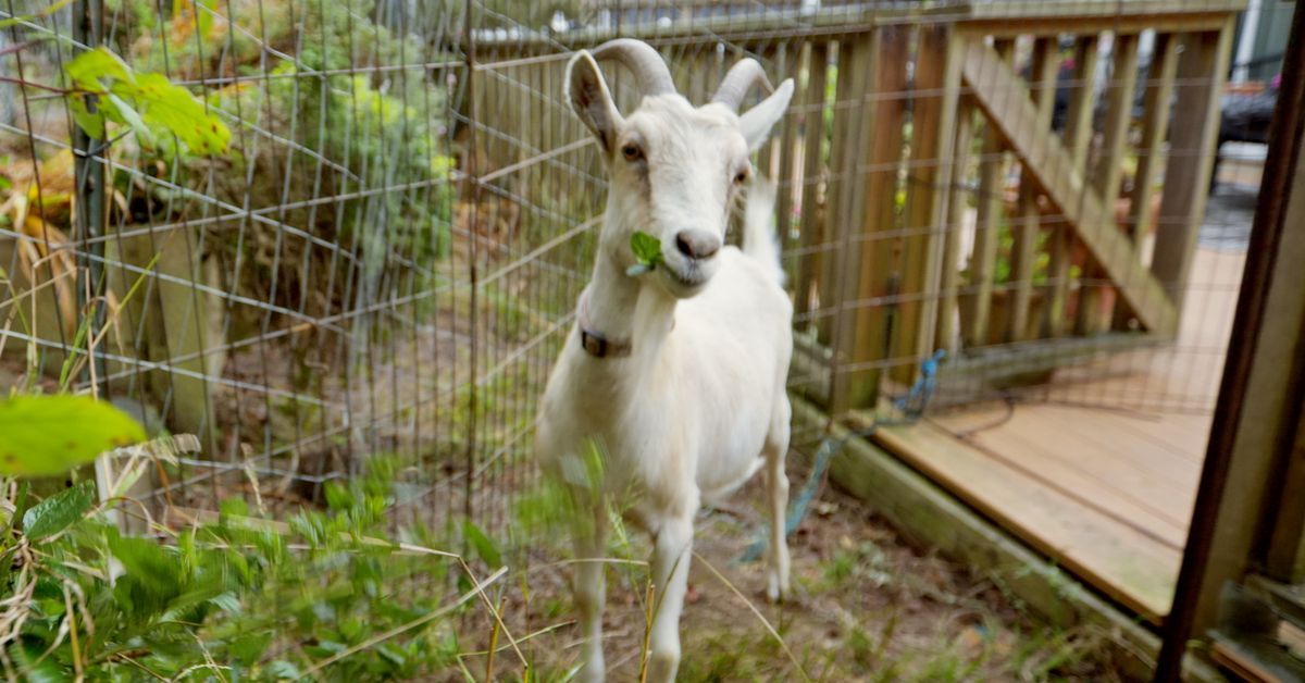 S22 E16: grazing goat
