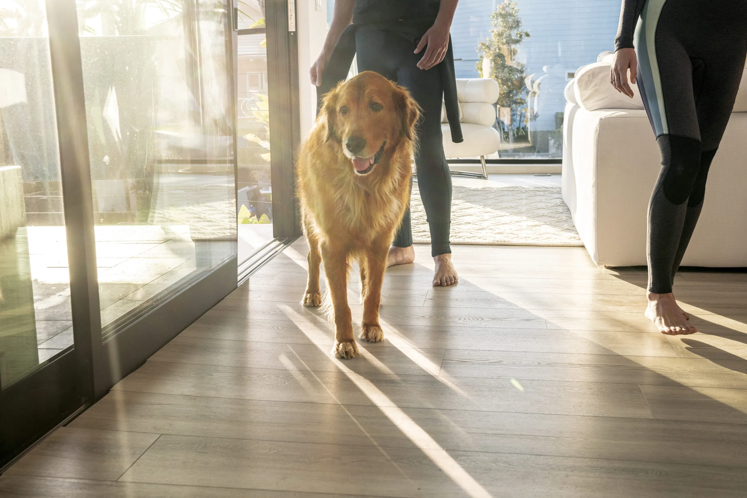 A dog and two people in wet suits walking on vinyl floors