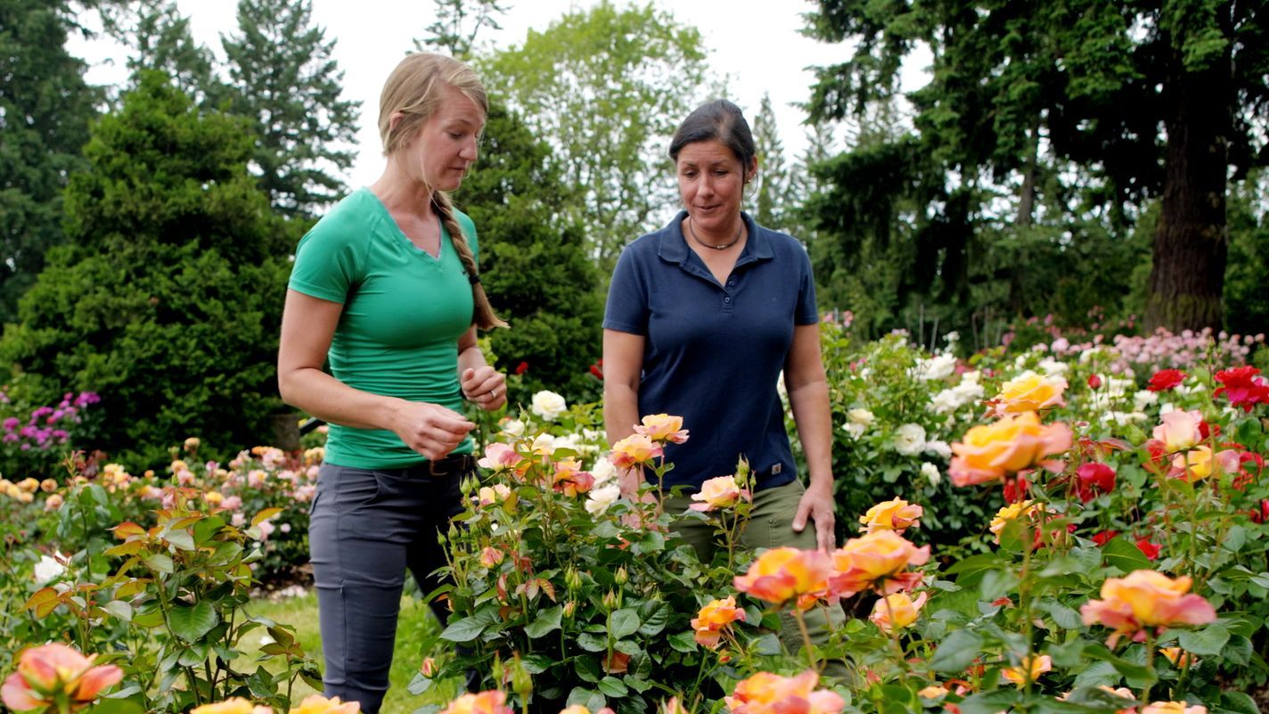 S22 E26: Jann Nawada visits a rose garden in Portland, OR