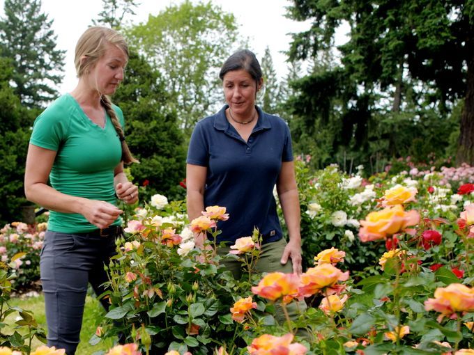 S22 E26: Jann Nawada visits a rose garden in Portland, OR