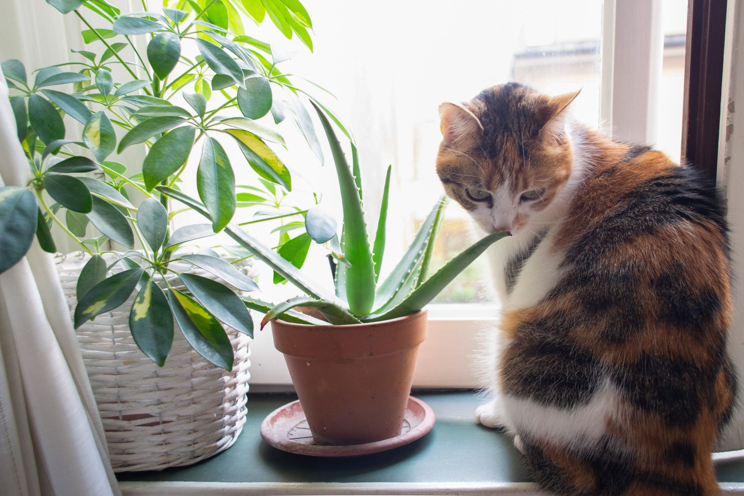 Cat next to an aloe plant