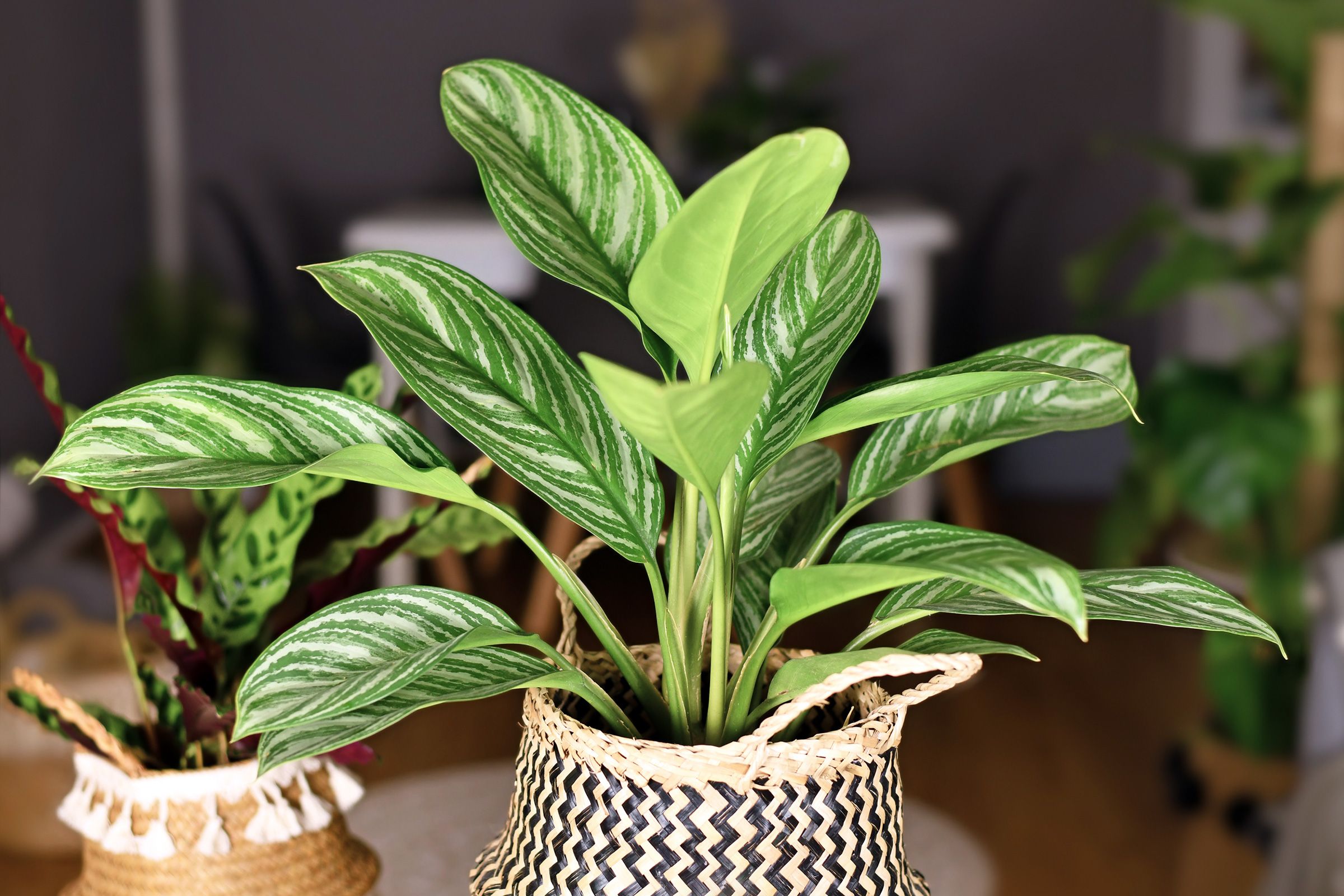 Chinese evergreen potted plant