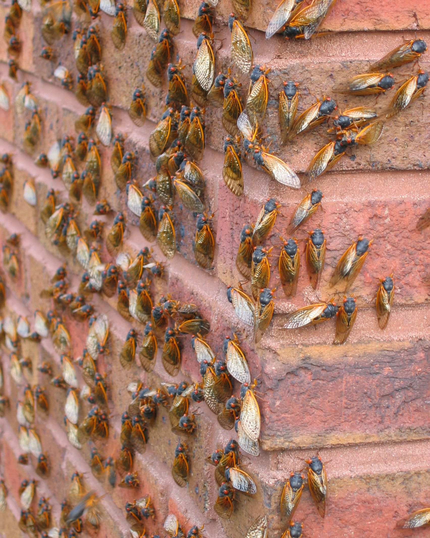 Swarm of Cicadas