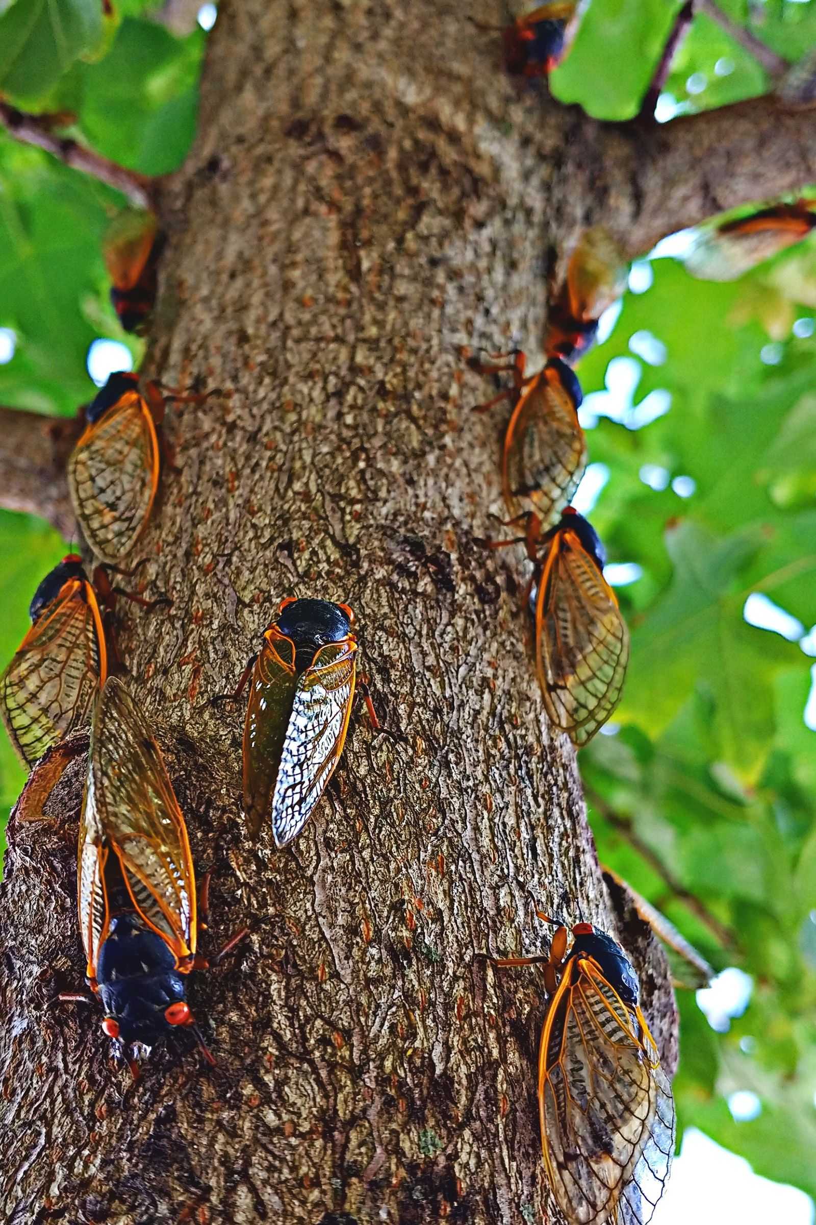 many cicadas on a tree