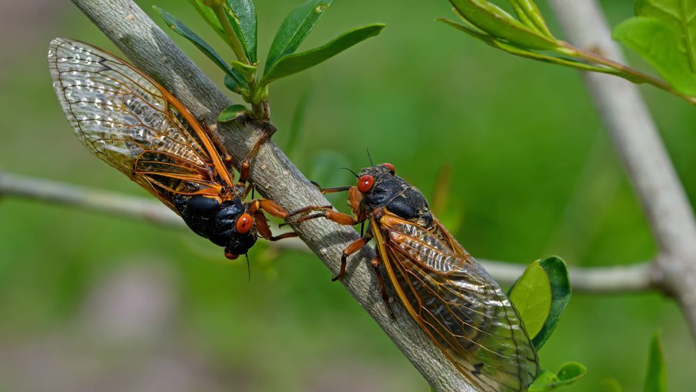 Two Cicadas on a tree branch.