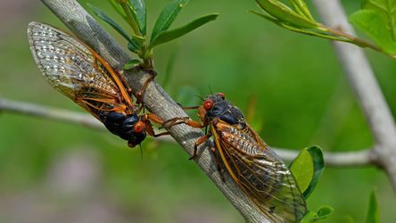 Two Cicadas on a tree branch.