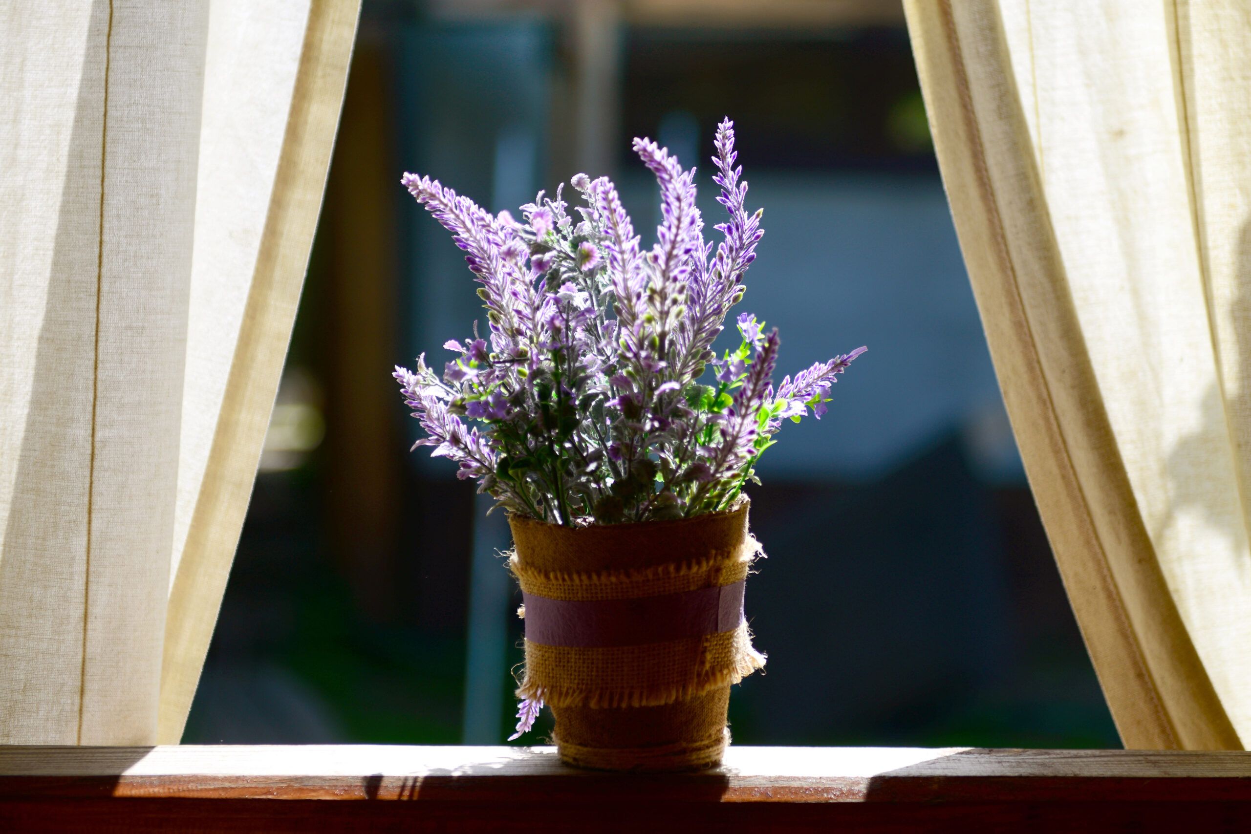 Lavender plant in a bedroom window with curtains on either side of the plant
