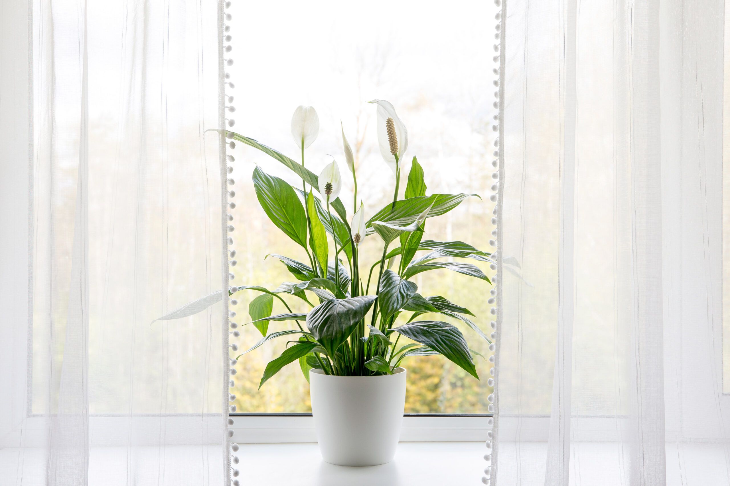 Peace Lily in a window