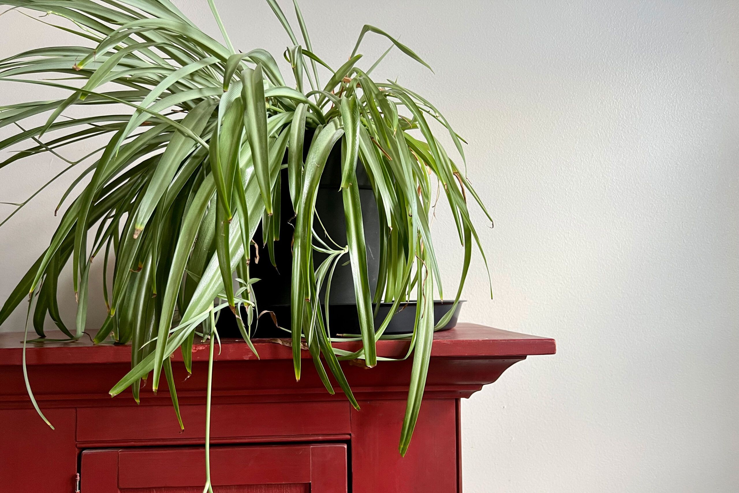Spider plant on a red shelf