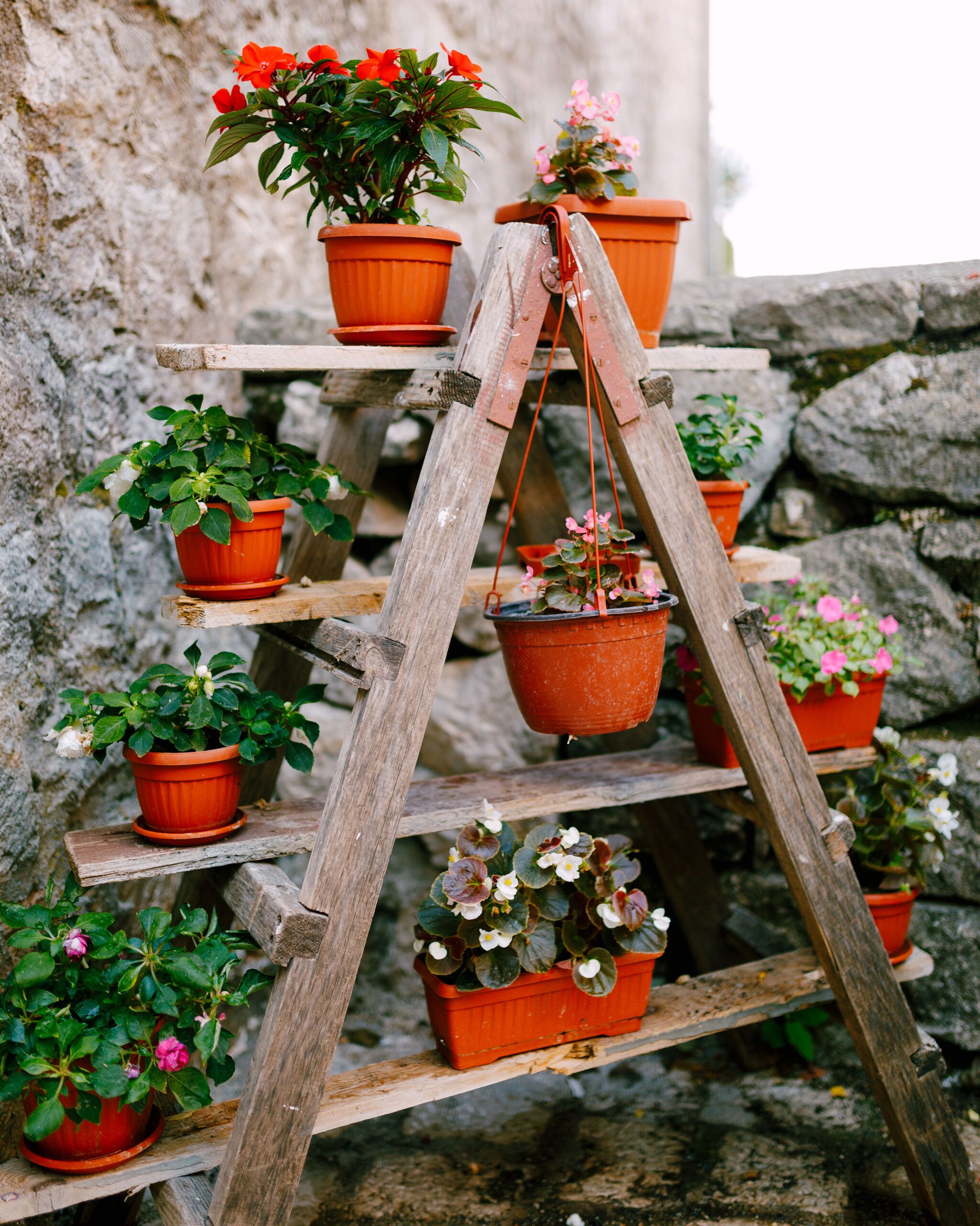 Ladder shelf with plants