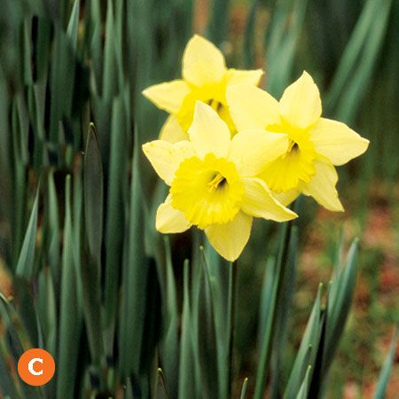 King Alfred daffodil, a flower for your "sandwich" garden.