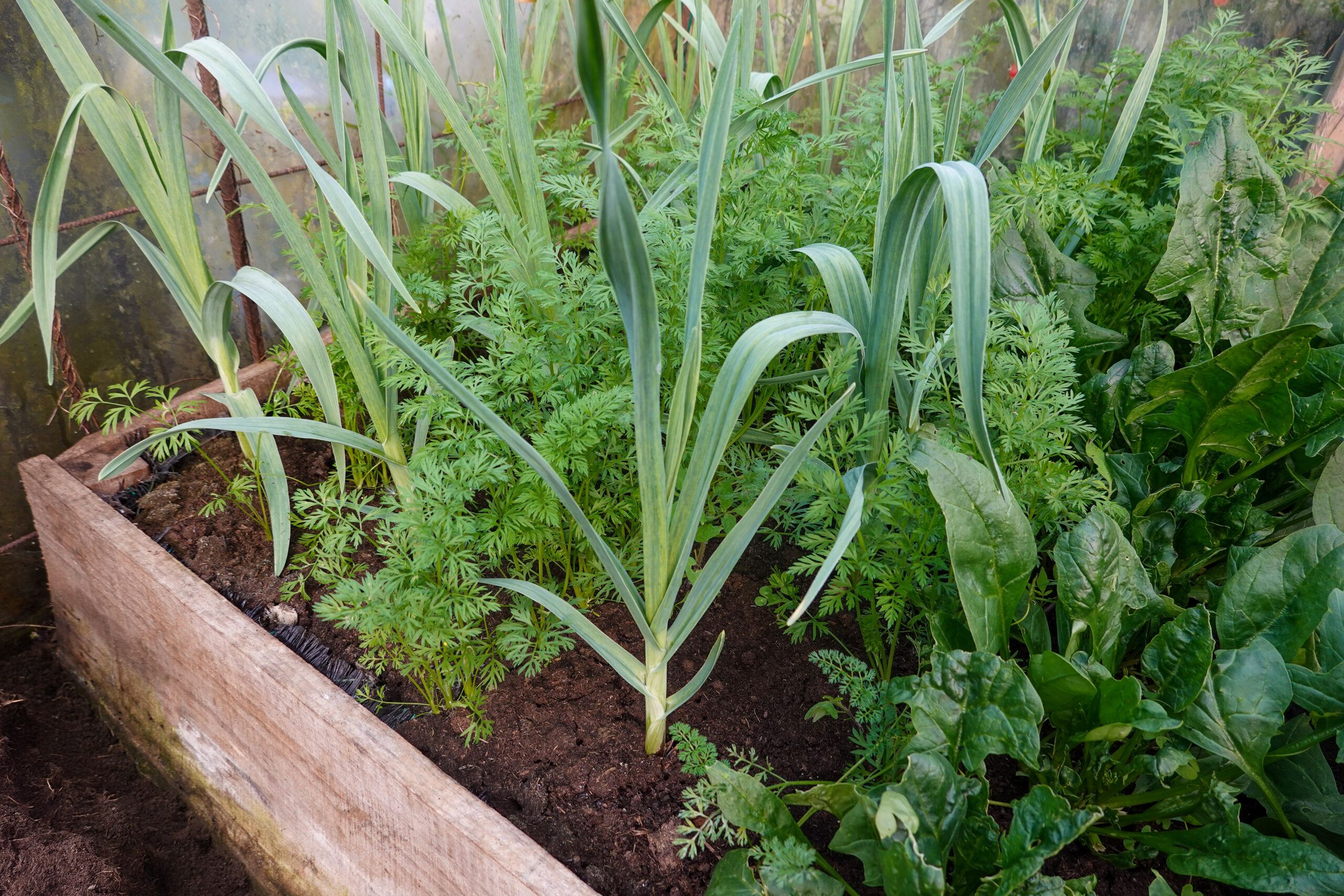 Garden with carrot and garlic