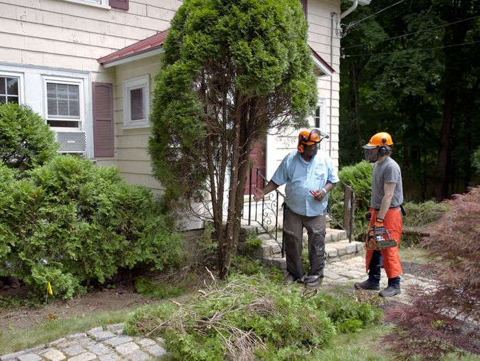 S23 E10: Lee Gilliam removes some arborvitae