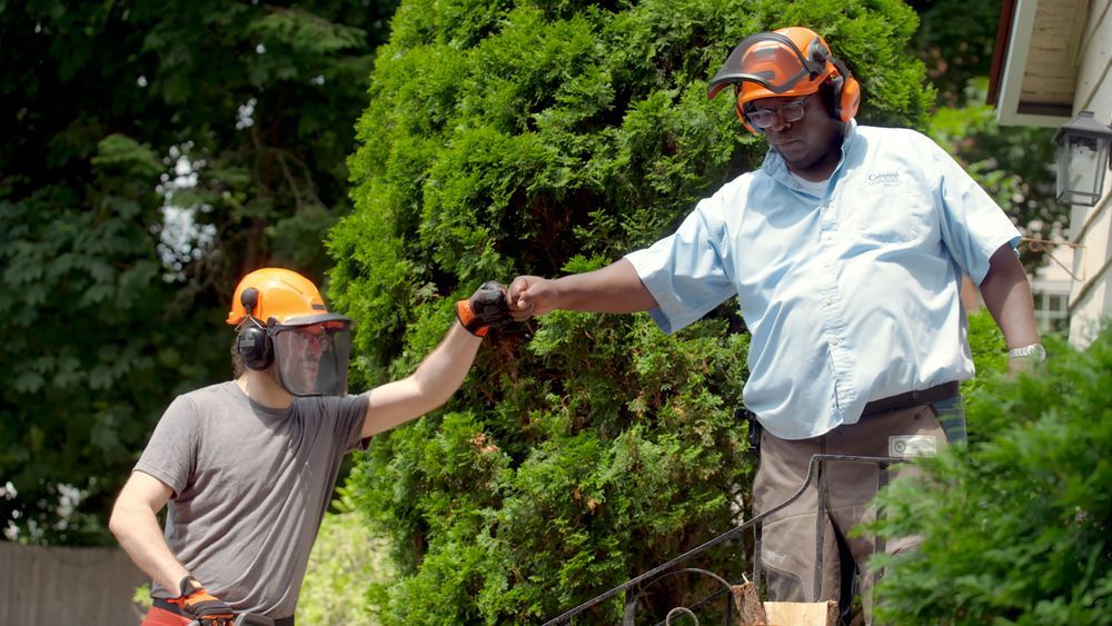 S23 E10: Lee Gilliam removes overgrown arborvitae