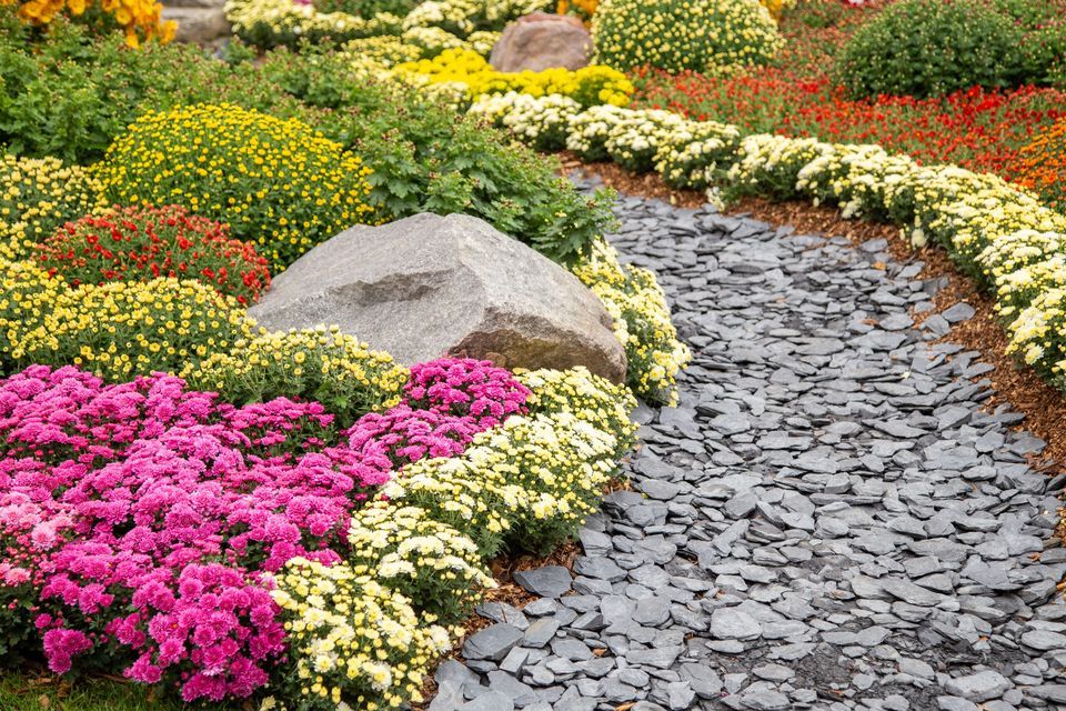 Garden with a stone path lined by mums