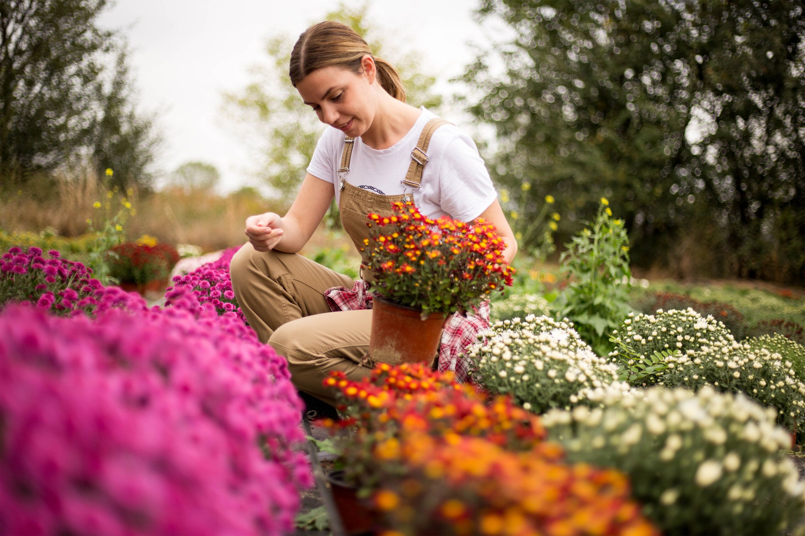 Woman tending to and planting multi colored mums