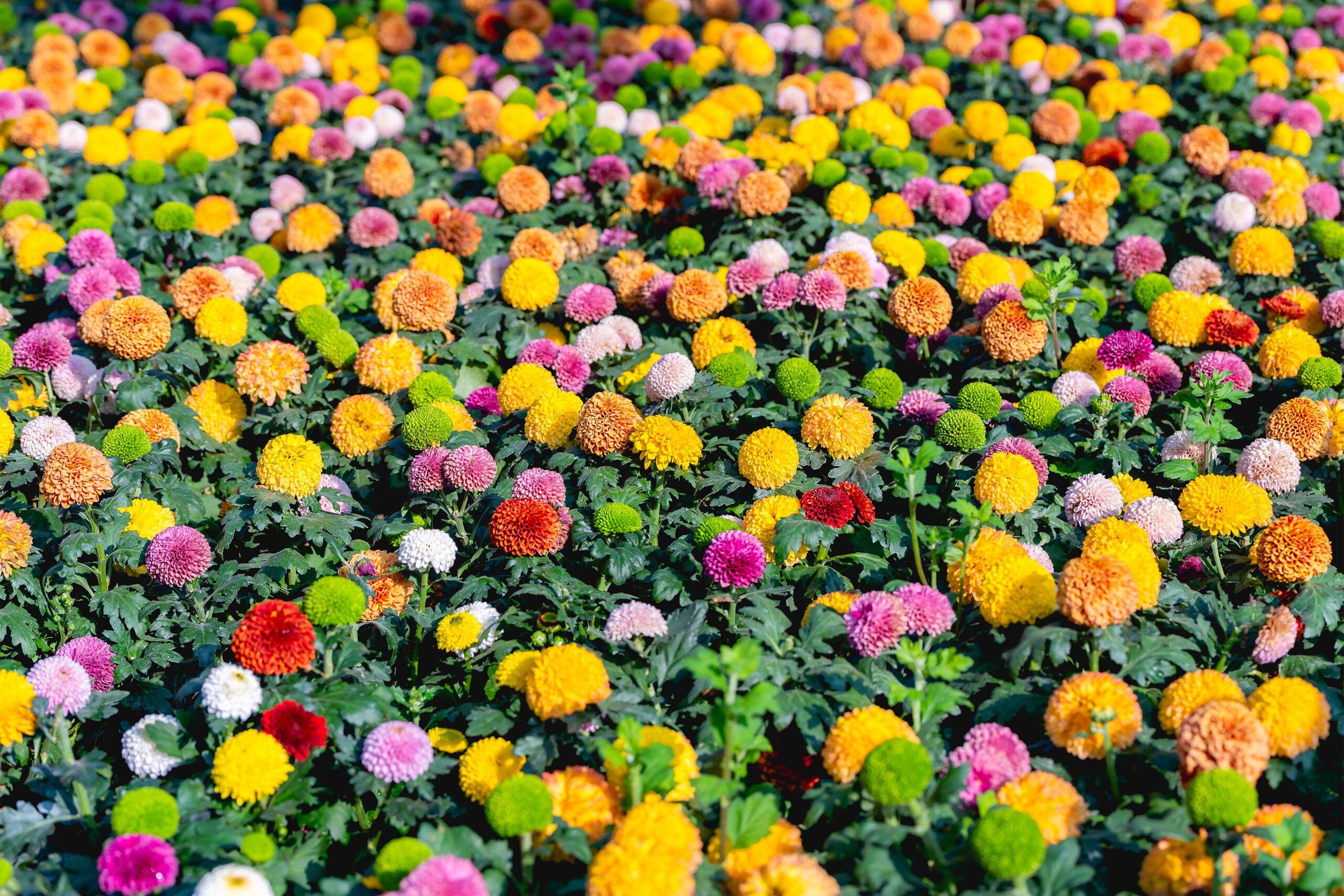 Field of Pom Pom Chrysanthemums